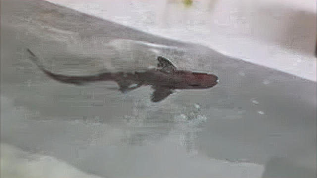 O tubarão fino pode ser o primeiro caso confirmado de reprodução assexuada em uma espécie