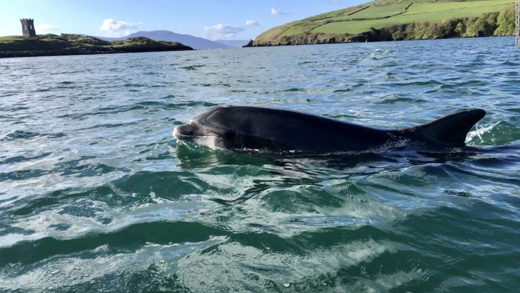Décadas de residência de golfinhos tornaram esta cidade irlandesa famosa.  Um ano depois de partir para sempre, Dingle se despede de Fungie