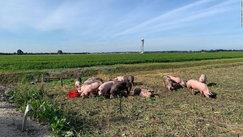 O Aeroporto Schiphol de Amsterdã está fazendo experiências com porcos para proteger os aviões contra pássaros