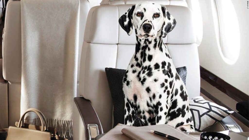Por que os donos de animais de estimação em Hong Kong estão contratando aviões particulares para seus animais de estimação