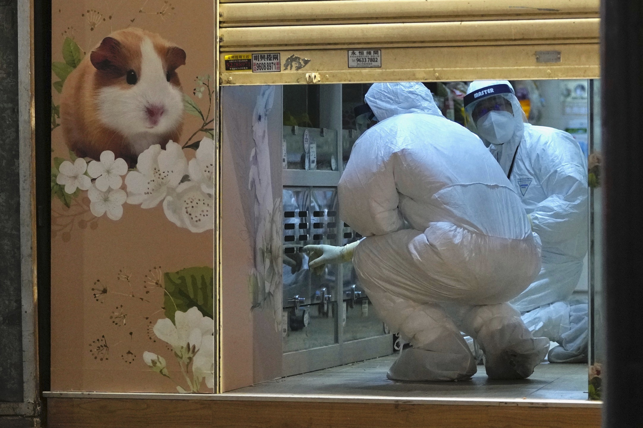 Funcionários do Departamento de Agricultura, Pesca e Conservação estão investigando uma loja de animais em Hong Kong, terça-feira, 18 de janeiro de 2022, que foi fechada depois que alguns hamsters deram positivo para o coronavírus, segundo as autoridades.  