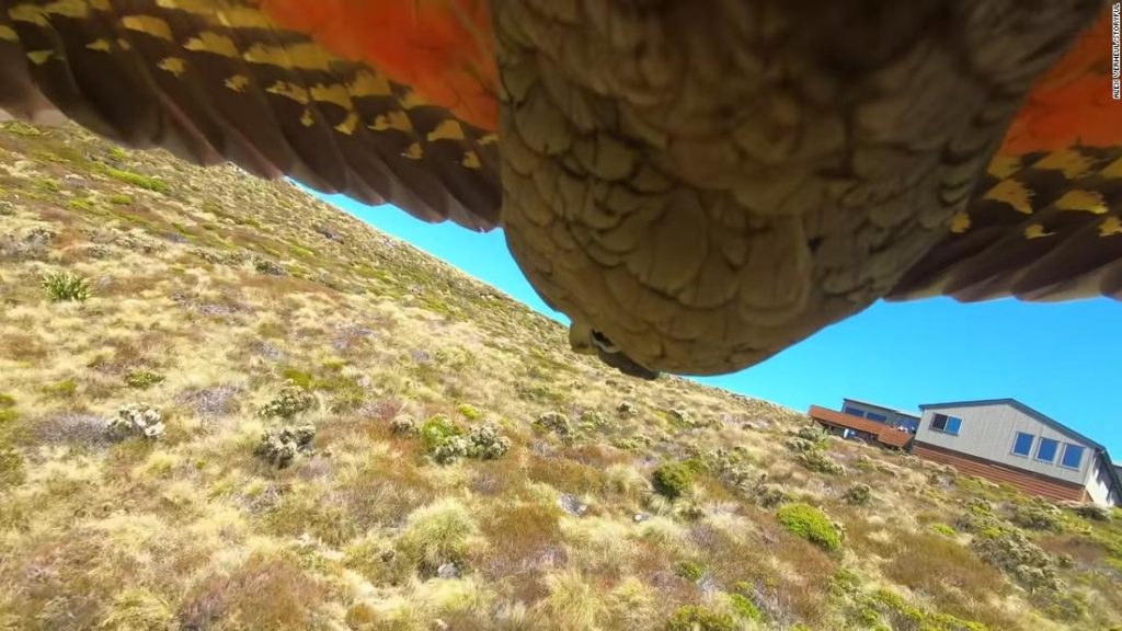 Papagaio da Nova Zelândia roubou uma GoPro e filmou sua fuga