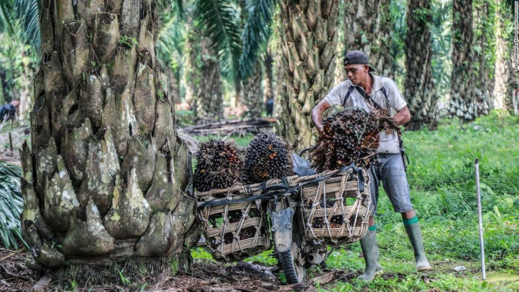 Óleo de palma: proibição de exportação da Indonésia pode levar a preços mais altos