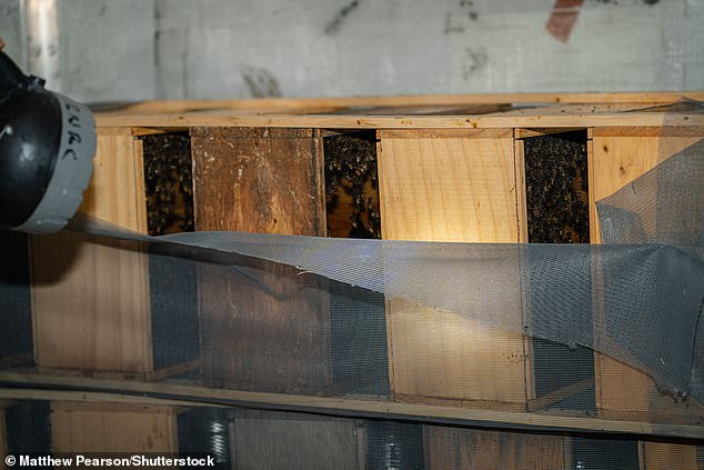 Uma lanterna acende enquanto um apicultor verifica a condição das abelhas encalhadas.  A grande maioria das abelhas morreu no calor, mas vários milhares foram salvos