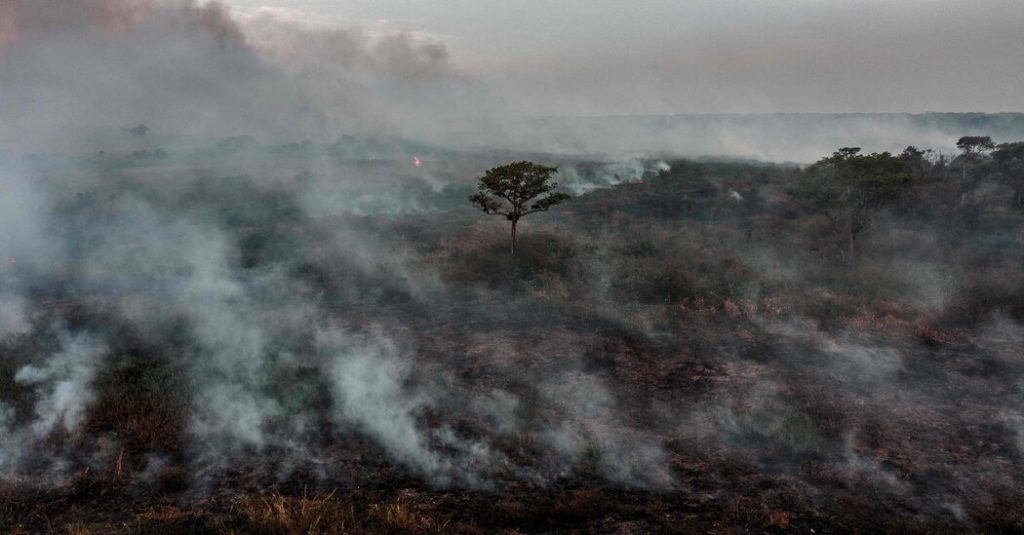 Desmatamento continua alto, apesar das promessas da COP 26