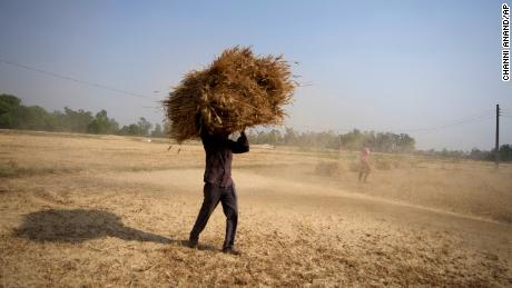 Um agricultor indiano carrega uma colheita de trigo colhida em um campo nos arredores de Jammu, Índia, quinta-feira, 28 de abril de 2022. 