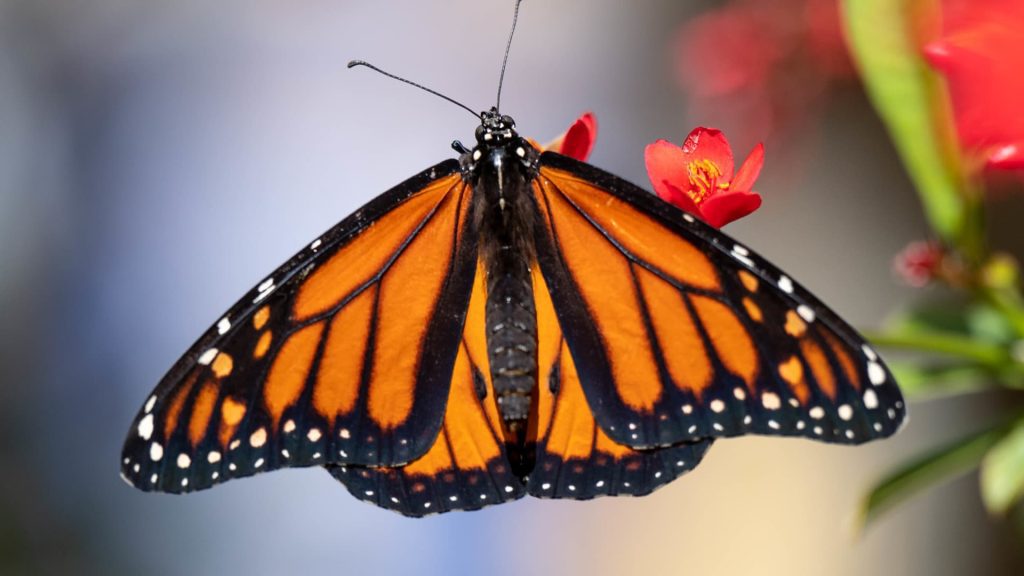A borboleta monarca foi adicionada à Lista Vermelha de Espécies Ameaçadas da União Internacional para a Conservação da Natureza