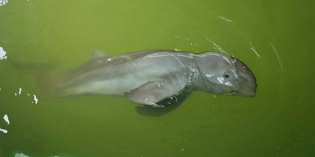 Um filhote de golfinho chamado Paradon nada no Centro de Pesquisa e Desenvolvimento de Recursos Marinhos e Costeiros na província oriental de Rayong, na Tailândia, sexta-feira, 26 de agosto de 2022.