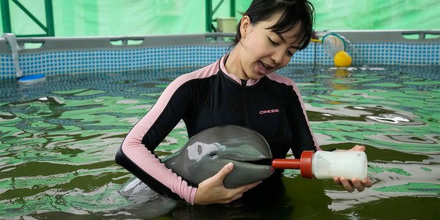O voluntário Thibonyar Thipguntar alimenta um filhote de golfinho chamado Paradon com leite no Centro de Pesquisa e Desenvolvimento de Recursos Marinhos e Costeiros na província oriental de Rayong, na Tailândia, sexta-feira, 26 de agosto de 2022. 
