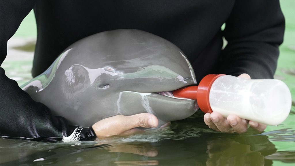 Um golfinho doente com uma 'baixa' chance de sobrevivência é tratado até se recuperar na Tailândia.