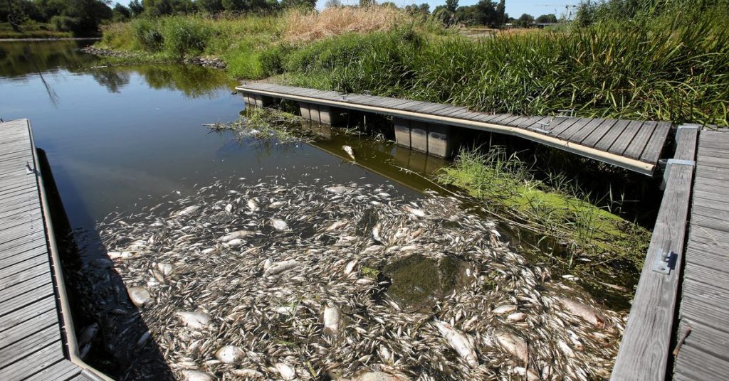 Alemanha e Polônia buscam a causa das mortes em massa de peixes no rio Oder